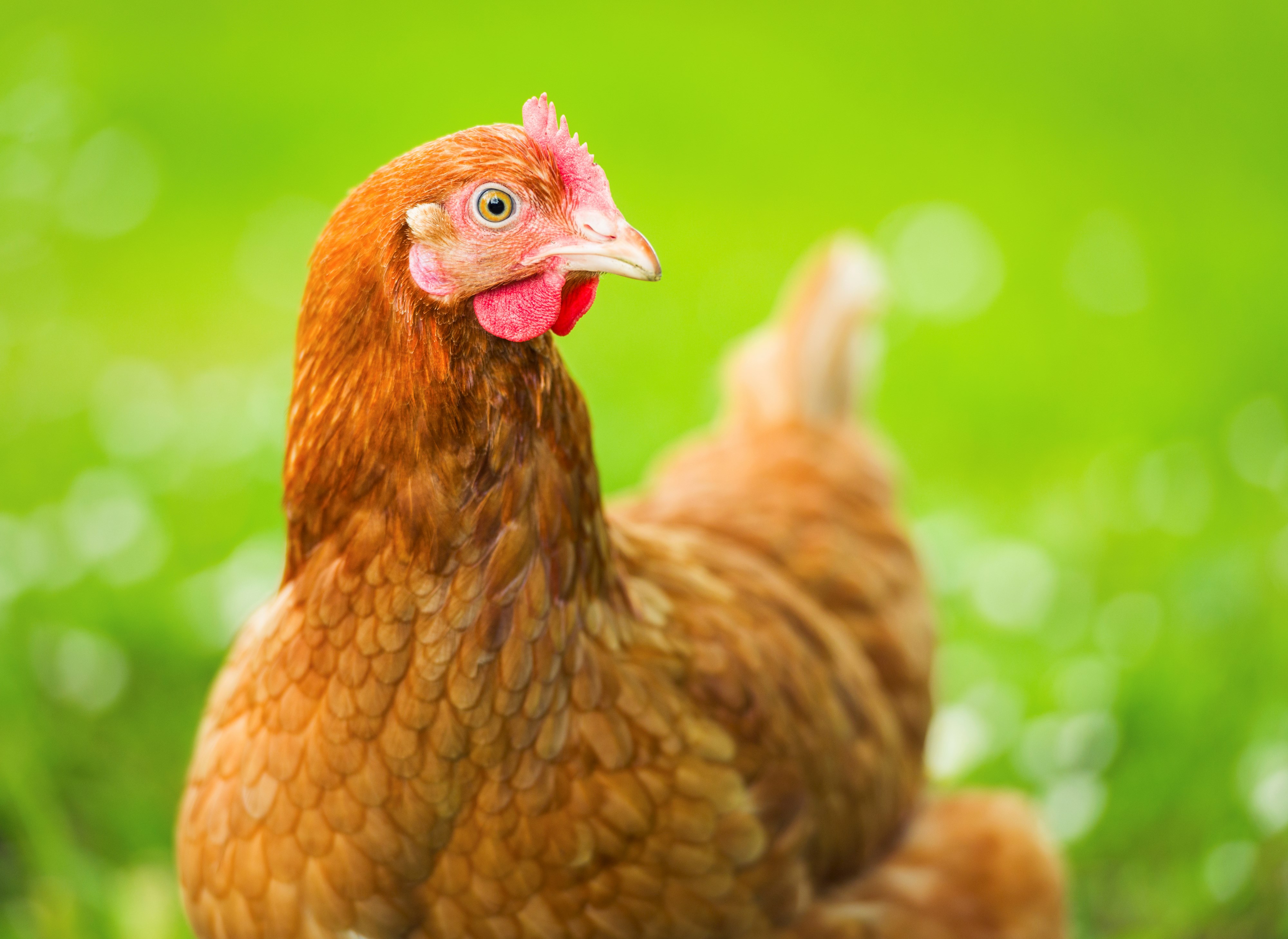 EFSA pubblica un parere completo sul benessere delle galline ovaiole